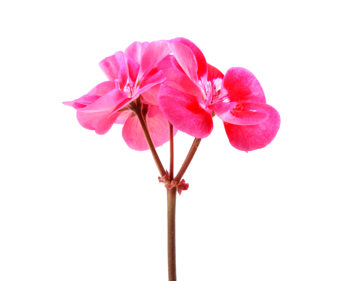 Annual Flower