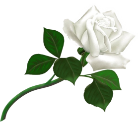 Perennial Flower