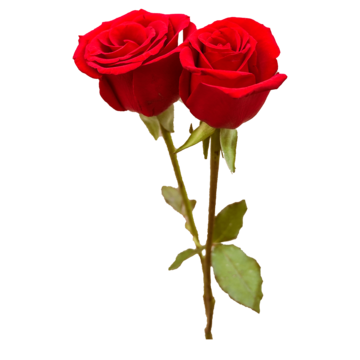 Rose Flower